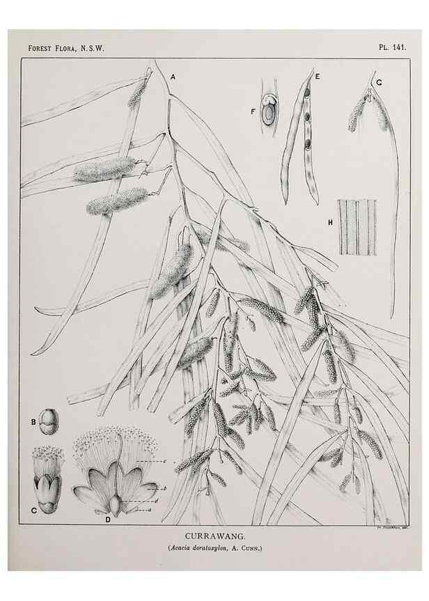 Reproducción/Reproduction 46205835464: The forest flora of New South Wales /. Sydney :W. A. Gullick,1902-1925.. 