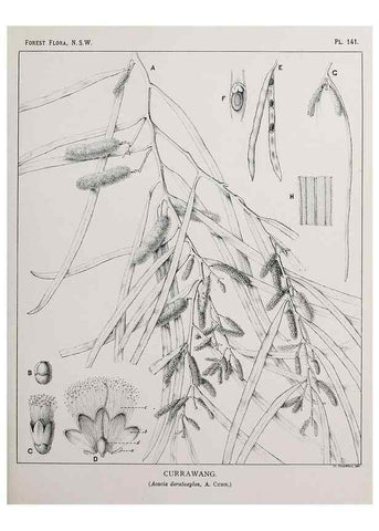 Reproducción/Reproduction 46205835464: The forest flora of New South Wales /. Sydney :W. A. Gullick,1902-1925.. 