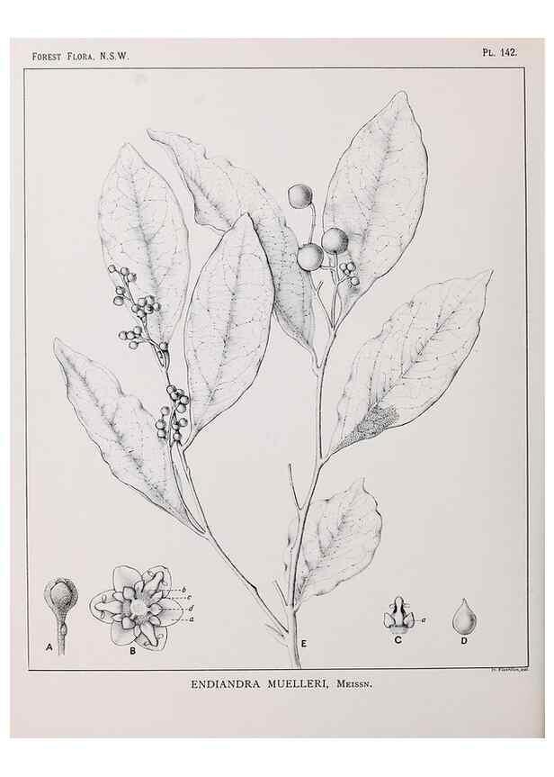 Reproducción/Reproduction 46205836104: The forest flora of New South Wales /. Sydney :W. A. Gullick,1902-1925.. 