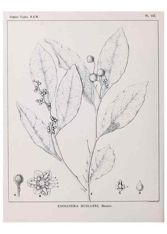 Reproducción/Reproduction 46205836104: The forest flora of New South Wales /. Sydney :W. A. Gullick,1902-1925.. 