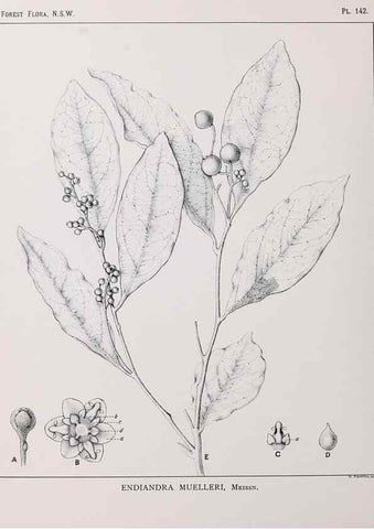 Reproducción/Reproduction 46205836104: The forest flora of New South Wales /. Sydney :W. A. Gullick,1902-1925.. 