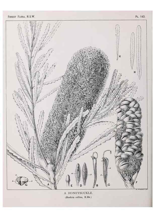 Reproducción/Reproduction 33055070008: The forest flora of New South Wales /. Sydney :W. A. Gullick,1902-1925.. 