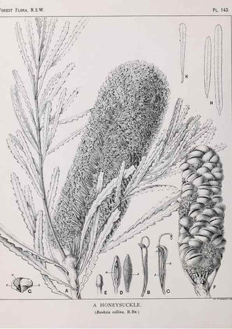 Reproducción/Reproduction 33055070008: The forest flora of New South Wales /. Sydney :W. A. Gullick,1902-1925.. 