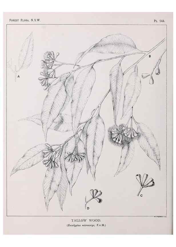 Reproducción/Reproduction 39966025763: The forest flora of New South Wales /. Sydney :W. A. Gullick,1902-1925.. 