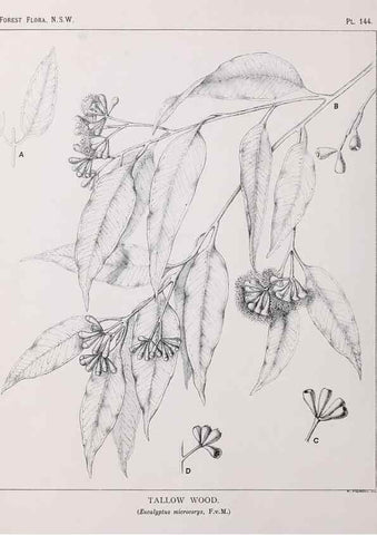 Reproducción/Reproduction 39966025763: The forest flora of New South Wales /. Sydney :W. A. Gullick,1902-1925.. 