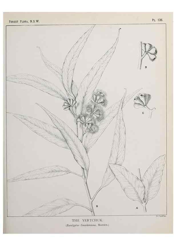Reproducción/Reproduction 31989527377: The forest flora of New South Wales /. Sydney :W. A. Gullick,1902-1925.. 