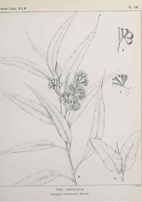 Reproducción/Reproduction 31989527377: The forest flora of New South Wales /. Sydney :W. A. Gullick,1902-1925.. 