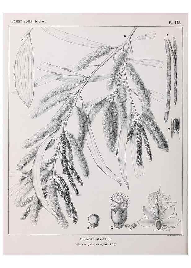 Reproducción/Reproduction 46930551761: The forest flora of New South Wales /. Sydney :W. A. Gullick,1902-1925.. 