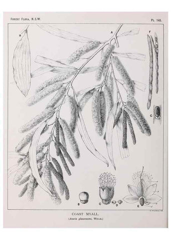 Reproducción/Reproduction 46930551761: The forest flora of New South Wales /. Sydney :W. A. Gullick,1902-1925.. 