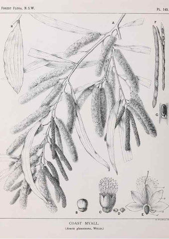 Reproducción/Reproduction 46930551761: The forest flora of New South Wales /. Sydney :W. A. Gullick,1902-1925.. 