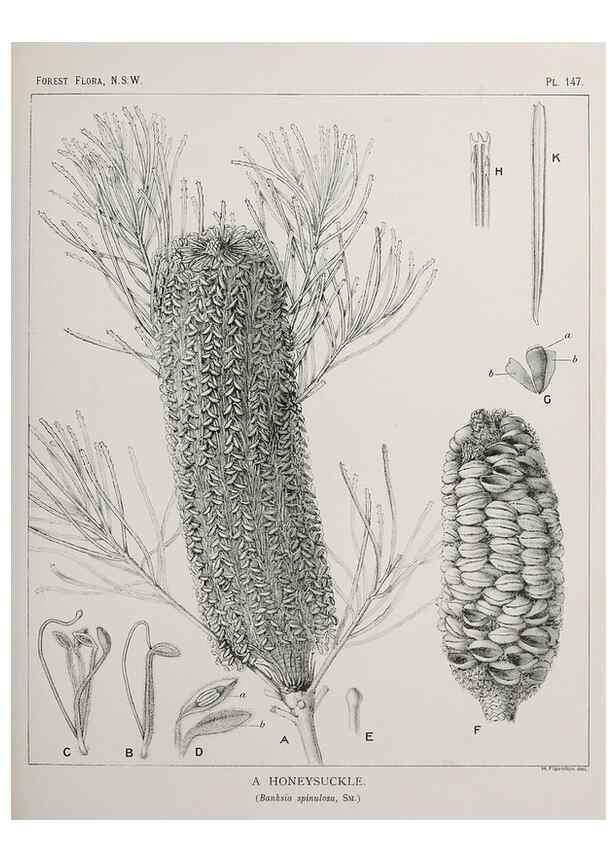 Reproducción/Reproduction 39966030353: The forest flora of New South Wales /. Sydney :W. A. Gullick,1902-1925.. 