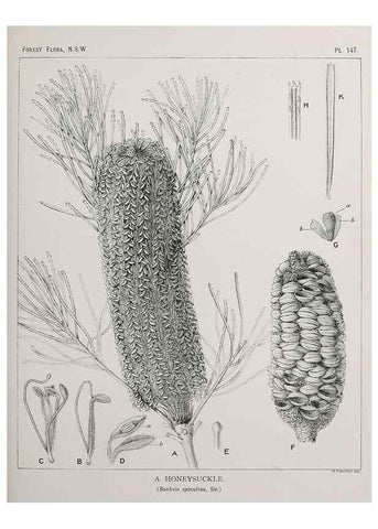 Reproducción/Reproduction 39966030353: The forest flora of New South Wales /. Sydney :W. A. Gullick,1902-1925.. 
