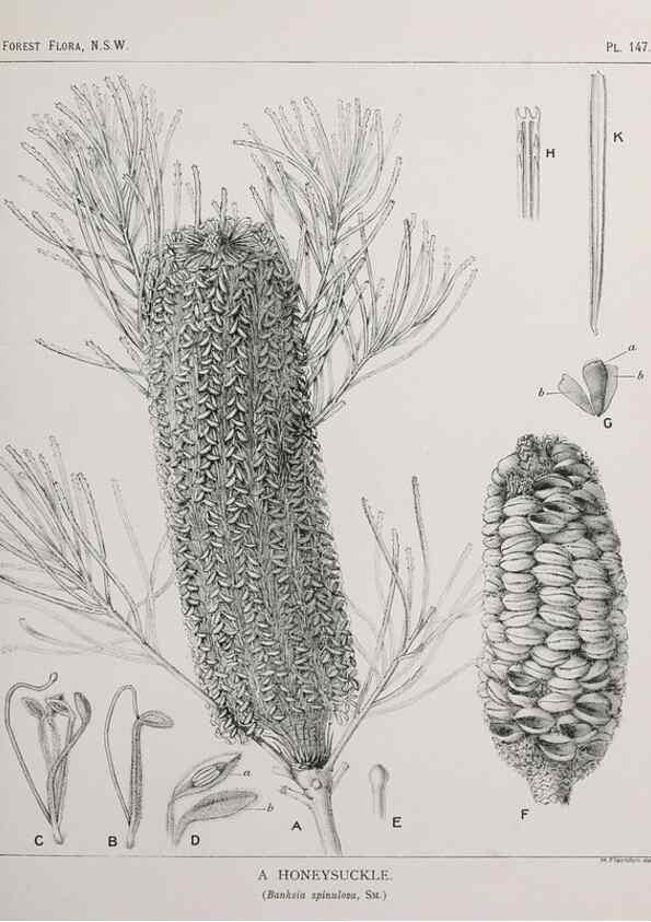Reproducción/Reproduction 39966030353: The forest flora of New South Wales /. Sydney :W. A. Gullick,1902-1925.. 