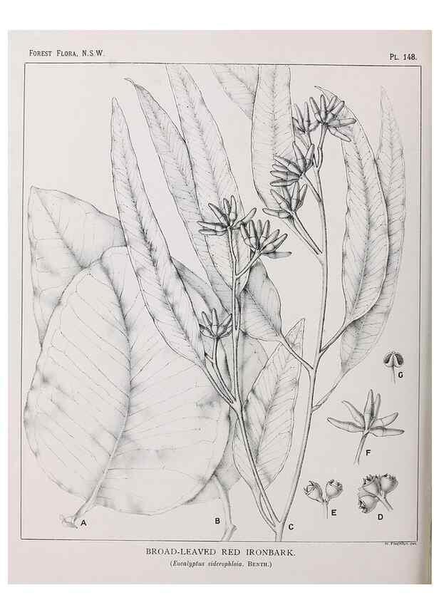 Reproducción/Reproduction 46878348532: The forest flora of New South Wales /. Sydney :W. A. Gullick,1902-1925.. 