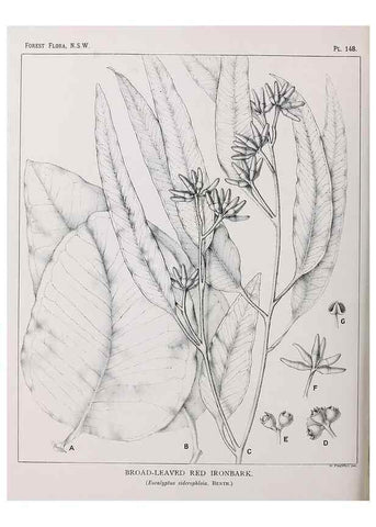 Reproducción/Reproduction 46878348532: The forest flora of New South Wales /. Sydney :W. A. Gullick,1902-1925.. 