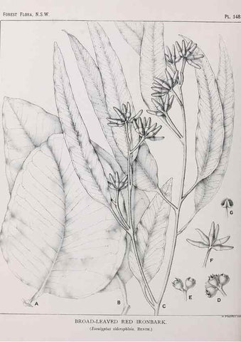 Reproducción/Reproduction 46878348532: The forest flora of New South Wales /. Sydney :W. A. Gullick,1902-1925.. 