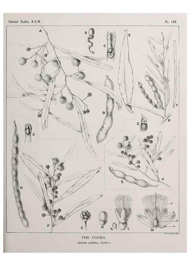 Reproducción/Reproduction 46016524205: The forest flora of New South Wales /. Sydney :W. A. Gullick,1902-1925.. 