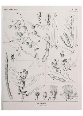 Reproducción/Reproduction 46016524205: The forest flora of New South Wales /. Sydney :W. A. Gullick,1902-1925.. 