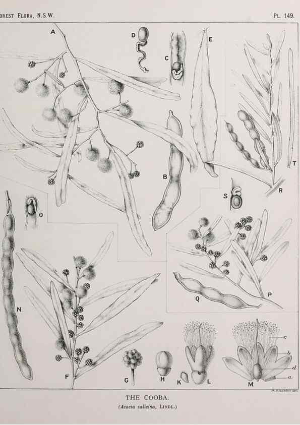 Reproducción/Reproduction 46016524205: The forest flora of New South Wales /. Sydney :W. A. Gullick,1902-1925.. 