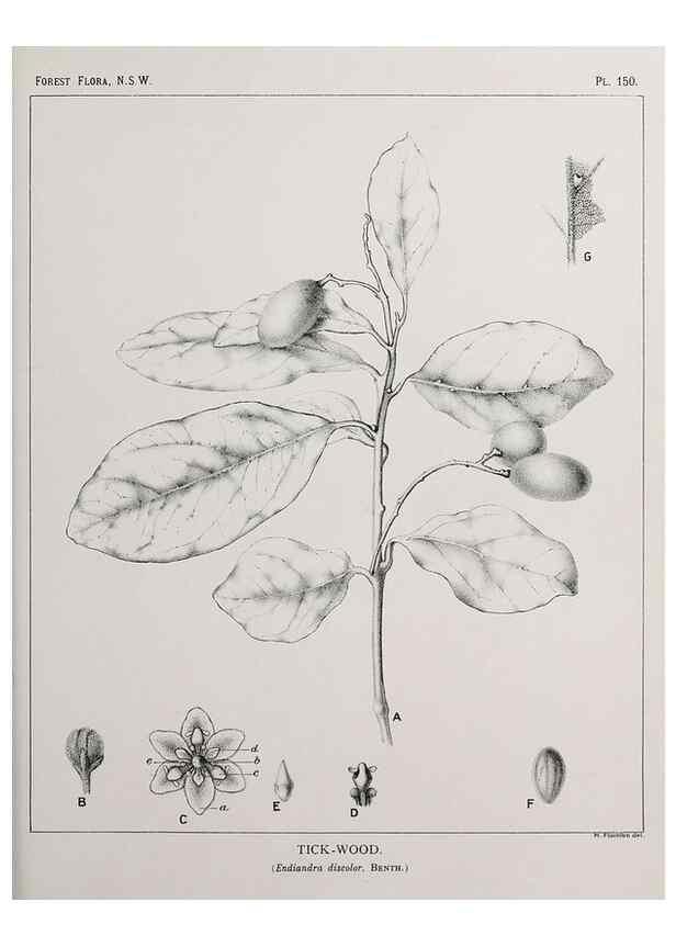 Reproducción/Reproduction 33055074648: The forest flora of New South Wales /. Sydney :W. A. Gullick,1902-1925.. 