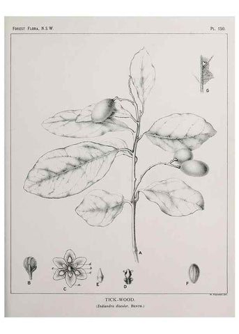 Reproducción/Reproduction 33055074648: The forest flora of New South Wales /. Sydney :W. A. Gullick,1902-1925.. 