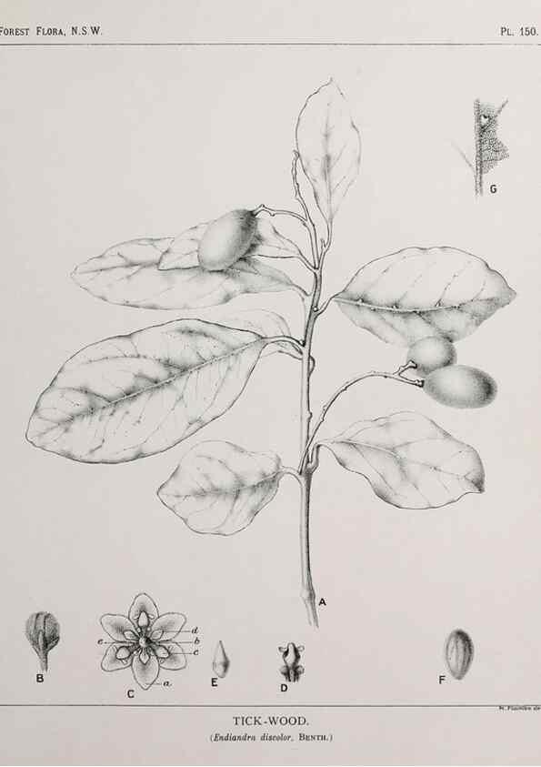 Reproducción/Reproduction 33055074648: The forest flora of New South Wales /. Sydney :W. A. Gullick,1902-1925.. 