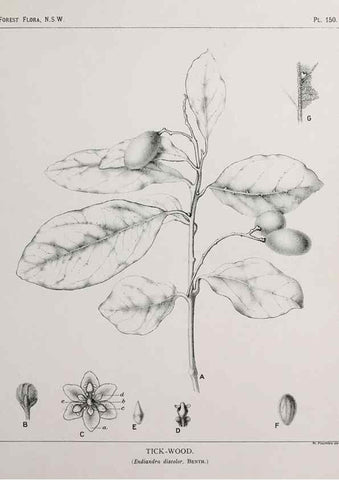 Reproducción/Reproduction 33055074648: The forest flora of New South Wales /. Sydney :W. A. Gullick,1902-1925.. 