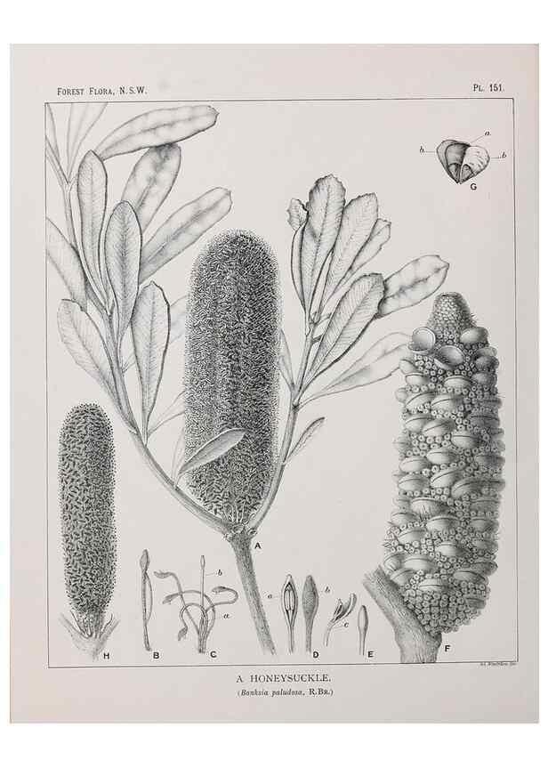 Reproducción/Reproduction 33055106298: The forest flora of New South Wales /. Sydney :W. A. Gullick,1902-1925.. 