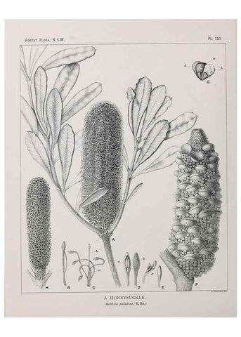Reproducción/Reproduction 33055106298: The forest flora of New South Wales /. Sydney :W. A. Gullick,1902-1925.. 