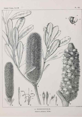 Reproducción/Reproduction 33055106298: The forest flora of New South Wales /. Sydney :W. A. Gullick,1902-1925.. 