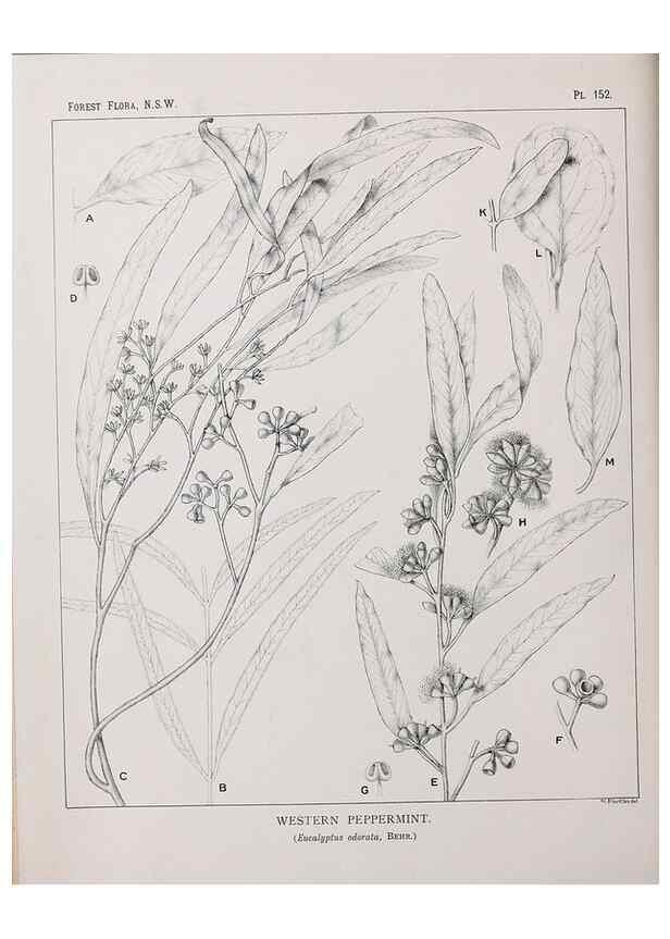 Reproducción/Reproduction 33055107148: The forest flora of New South Wales /. Sydney :W. A. Gullick,1902-1925.. 