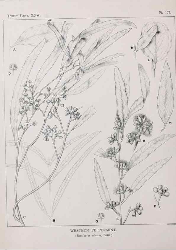 Reproducción/Reproduction 33055107148: The forest flora of New South Wales /. Sydney :W. A. Gullick,1902-1925.. 