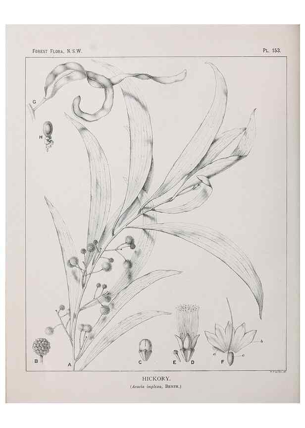 Reproducción/Reproduction 46930588871: The forest flora of New South Wales /. Sydney :W. A. Gullick,1902-1925.. 