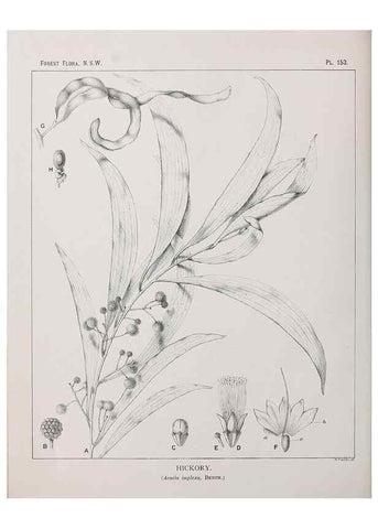 Reproducción/Reproduction 46930588871: The forest flora of New South Wales /. Sydney :W. A. Gullick,1902-1925.. 