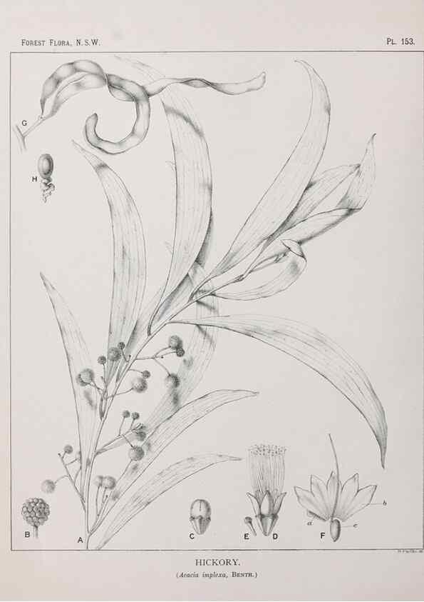 Reproducción/Reproduction 46930588871: The forest flora of New South Wales /. Sydney :W. A. Gullick,1902-1925.. 