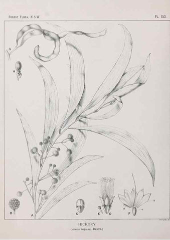 Reproducción/Reproduction 46930588871: The forest flora of New South Wales /. Sydney :W. A. Gullick,1902-1925.. 