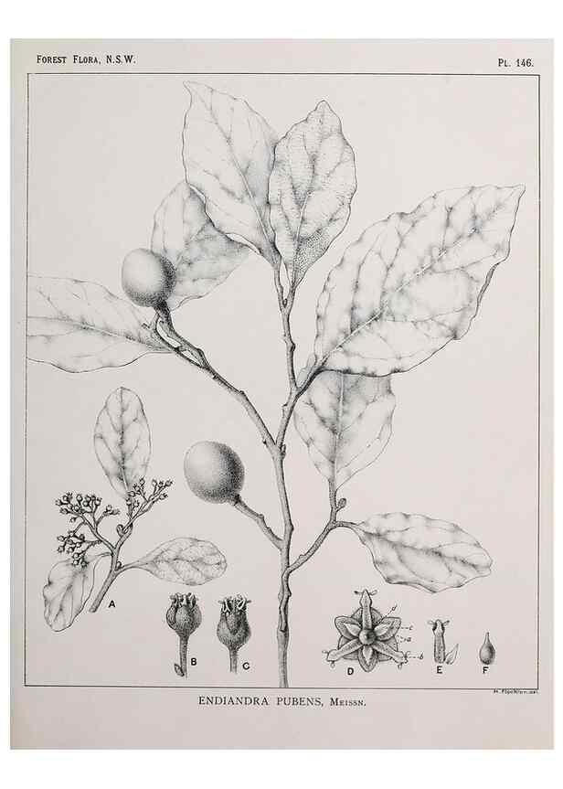 Reproducción/Reproduction 33055071618: The forest flora of New South Wales /. Sydney :W. A. Gullick,1902-1925.. 