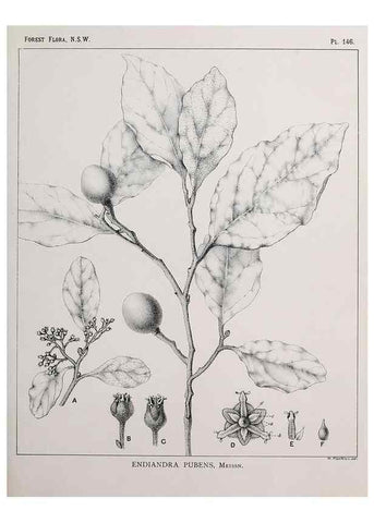 Reproducción/Reproduction 33055071618: The forest flora of New South Wales /. Sydney :W. A. Gullick,1902-1925.. 