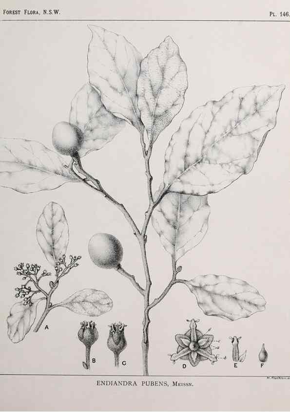 Reproducción/Reproduction 33055071618: The forest flora of New South Wales /. Sydney :W. A. Gullick,1902-1925.. 