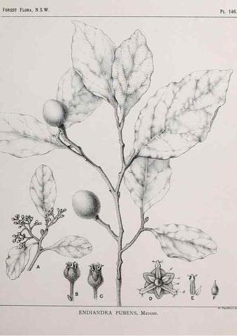 Reproducción/Reproduction 33055071618: The forest flora of New South Wales /. Sydney :W. A. Gullick,1902-1925.. 