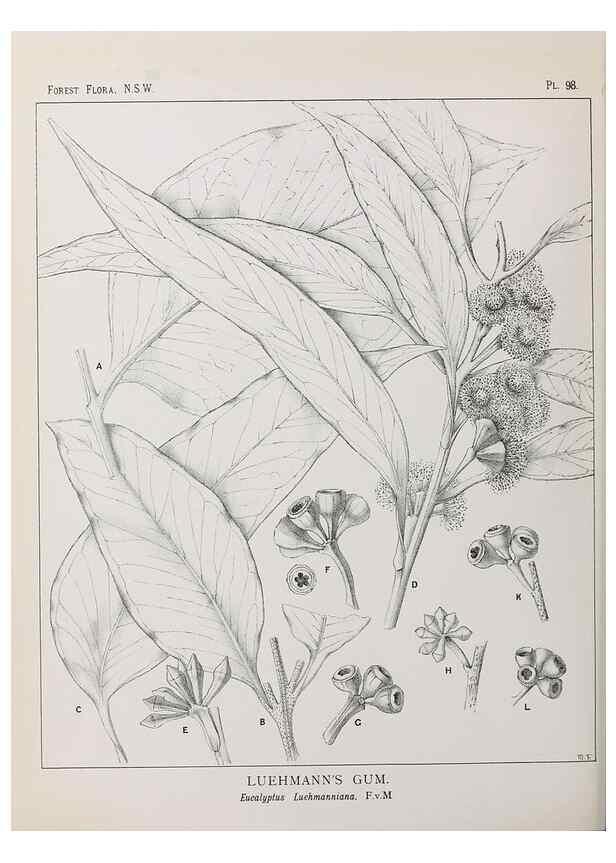 Reproducción/Reproduction 46016394655: The forest flora of New South Wales /. Sydney :W. A. Gullick,1902-1925.. 