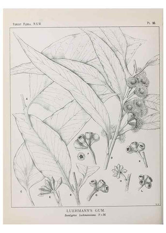 Reproducción/Reproduction 46016394655: The forest flora of New South Wales /. Sydney :W. A. Gullick,1902-1925.. 