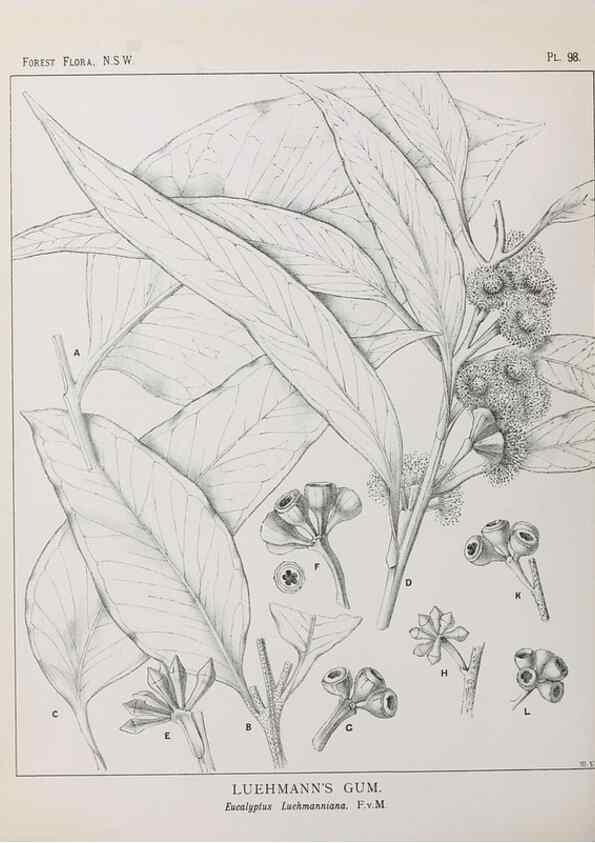 Reproducción/Reproduction 46016394655: The forest flora of New South Wales /. Sydney :W. A. Gullick,1902-1925.. 