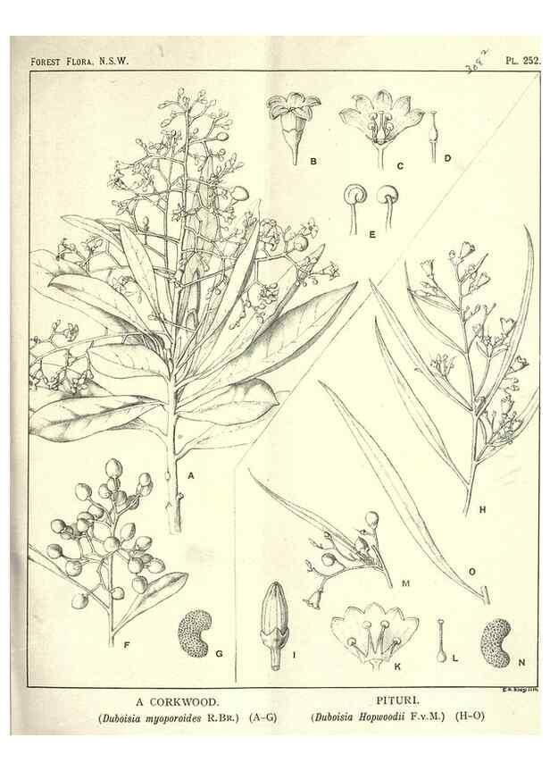 Reproducción/Reproduction 46206036474: The forest flora of New South Wales /. Sydney :W. A. Gullick,1902-1925.. 