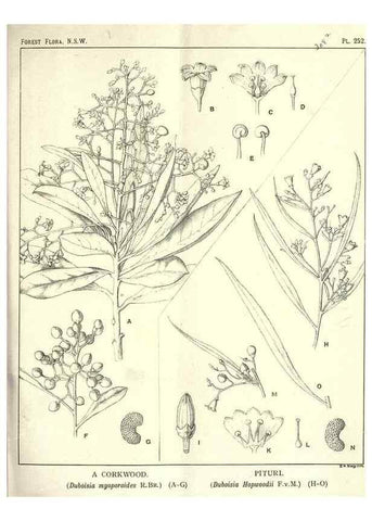 Reproducción/Reproduction 46206036474: The forest flora of New South Wales /. Sydney :W. A. Gullick,1902-1925.. 