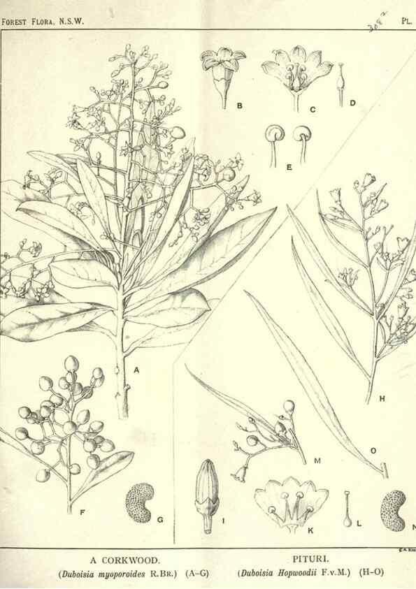 Reproducción/Reproduction 46206036474: The forest flora of New South Wales /. Sydney :W. A. Gullick,1902-1925.. 
