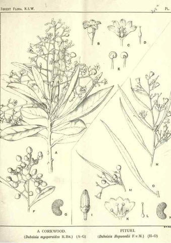 Reproducción/Reproduction 46206036474: The forest flora of New South Wales /. Sydney :W. A. Gullick,1902-1925.. 