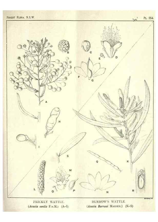 Reproducción/Reproduction 39966228223: The forest flora of New South Wales /. Sydney :W. A. Gullick,1902-1925.. 