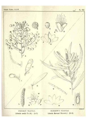 Reproducción/Reproduction 39966228223: The forest flora of New South Wales /. Sydney :W. A. Gullick,1902-1925.. 