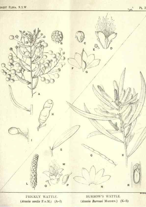 Reproducción/Reproduction 39966228223: The forest flora of New South Wales /. Sydney :W. A. Gullick,1902-1925.. 